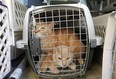 Two of the many cats removed from an Ouellette Ave. apartment building, Friday, Dec. 14, 2012, in Windsor, Ont. About 145 cats were inside the apartment which had an overwhelming odour of urine.  (DAN JANISSE/The Windsor Star)