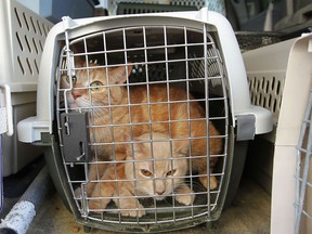 Two of the many cats removed from an Ouellette Ave. apartment building, Friday, Dec. 14, 2012, in Windsor, Ont. About 145 cats were inside the apartment which had an overwhelming odour of urine.  (DAN JANISSE/The Windsor Star)