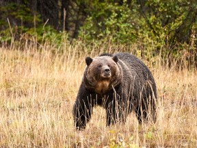 A male grizzly bear is seen in this handout photo. (Dan Rafla/Parks Canada)