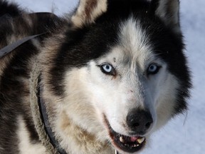 A husky dog is seen in this file photo. (Nick Brancaccio/The Windsor Star)