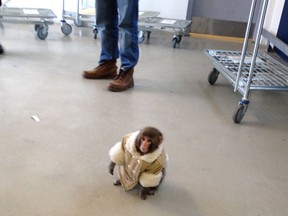 A small monkey wearing a winter coat and a diaper apparently looks for it's owners at an IKEA in Toronto on Sunday Dec. 9, 2012. The monkey let itself out of its crate in a parked and went for a walk.  The animal's owner contacted police later in the day and was reunited with their pet, police said. THE CANADIAN PRESS/HO, Bronwyn Page