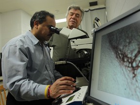 Professors Siyaram Pandey and Jerome Cohen examine brian tissue samples in the laboratory in Essex Hall at the University of Windsor on Feb. 17, 2011. (Jason Kryk/The Windsor Star)