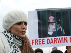 Yasmin Nakhuda, who's monkey Darwin was taken away from her after it was found wandering Ikea parking lot, speaks at a protest supporting the monkeys return, at Animal Services offices in Toronto, Ontario, Canada, Tuesday, December 18, 2012.   (Tyler Anderson/National Post)