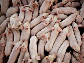 Twenty one day-old pigs stand in a trailer prior to transport to a nearby weaning-to-market barn at Lehmann Brothers Farms LLC in Strawn, Illinois, U.S., on Thursday, March 22, 2012. Pork stockpiles in the U.S. rose 8.8 percent at the end of February to a record from a year earlier on increased production, the government said. Photographer: Daniel Acker/Bloomberg