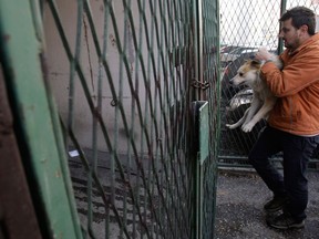 Bosnian animal activist Aldin Pasic carries a stray dog in the Sarajevo suburb of Dobrnja, Bosnia, on Tuesday, Nov. 27, 2012. Bosnia passed a law nearly four years ago banning the killing of strays, alarmed at a sharp rise in canine slaughter as wild dogs proliferated on Bosnian streets. But people ignored the law, largely because authorities failed to provide alternatives such as sterilization. Sarajevo has become the only city in Bosnia where the law is respected _ thanks to a new city-funded dog shelter run by animal protection activist Amela Turalic that performs sterilizations. (AP Photo/Amel Emric)