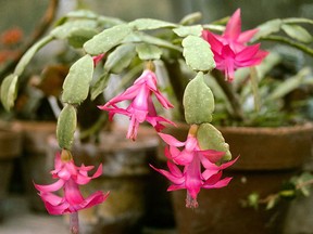 Christmas cactus plants are not of the cactus family . But they are easy to care for.