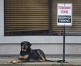 A dog sits outside of a store on Ouellette Ave. Monday, Dec. 3, 2012, waiting for its owner on an unseasonably mild day. (DAN JANISSE/The Windsor Star)