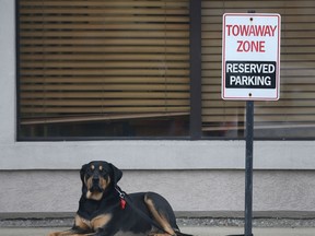 A dog sits outside of a store on Ouellette Ave. Monday, Dec. 3, 2012, waiting for its owner on an unseasonably mild day. (DAN JANISSE/The Windsor Star)