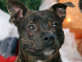 Rockport, a dog in need of a home, will be flying to Nova Scotia by plane after fundraising efforts saved the dog who have to be put down because of the ban on pit bulls.   (JASON KRYK/ The Windsor Star)