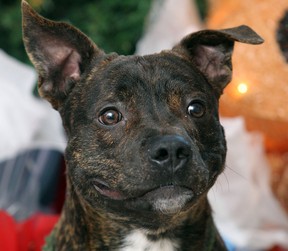 Rockport, a dog in need of a home, will be flying to Nova Scotia by plane after fundraising efforts saved the dog who have to be put down because of the ban on pit bulls.   (JASON KRYK/ The Windsor Star)