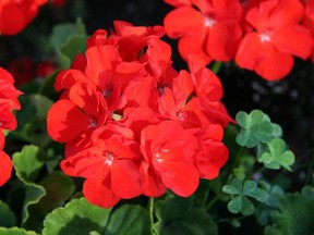 There are a few methods gardeners can use to overwinter their geraniums.