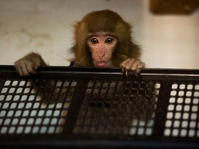 Darwin, the rhesus macaque found at an Ikea in Toronto, plays in a hamper at the Story Book Farm Primate Sanctuary in Sunderland, Ont. on Monday, December 10, 2012. (Darren Calabrese/National Post)
