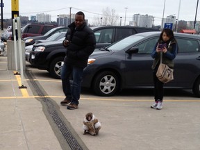 A small monkey wearing a winter coat and a diaper apparently looks for it's owners in an IKEA parking lot as customers take photos in Toronto on Sunday Dec. 9, 2012. The monkey let itself out of its crate in a parked and went for a walk.  The animal's owner contacted police later in the day and was reunited with their pet, police said. THE CANADIAN PRESS/HO, Bronwyn Page