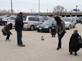 A small monkey wearing a winter coat and a diaper apparently looks for it's owners in an IKEA parking lot as customers take photos in Toronto on Sunday Dec. 9, 2012. The monkey let itself out of its crate in a parked and went for a walk.  The animal's owner contacted police later in the day and was reunited with their pet, police said.  THE CANADIAN PRESS/HO, Bronwyn Page