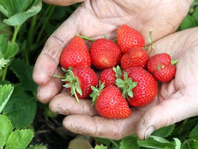 A handful of fresh strawberries. (Postmedia News files)