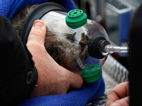 Tecumseh firefighters apply an oxygen mask to a cat named Duncan at the scene of a house fire at 397 Manning Rd. in Tecumseh, Ont. on Jan. 1, 2013. (Nick Brancaccio / The Windsor Star)
