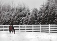 KINGSVILLE - The snow-dusted trees created beautiful scenes along Division Road North in Kingsville in this file photo. (The Windsor Star)