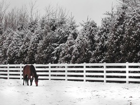 KINGSVILLE - The snow-dusted trees created beautiful scenes along Division Road North in Kingsville in this file photo. (The Windsor Star)