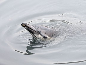 A common dolphin comes up for air after getting stuck in a section of the Gowanus Canal on January 25, 2013 in Brooklyn borough of New York City. Officials are waiting till high tide in the hopes that the stuck dolphin will be able to free itself from the canal. ( Michael Heiman/Getty Images)