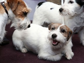 Russell Terrier dogs attend The Westminster Kennel Club 137th Annual Dog Show Press Conference at Affinia on January 28, 2013 in New York City.  (PAstrid Stawiarz/Getty Images)