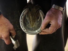 In this file photo, skilled hands of farrier Tim Koelln shoeing horse St. Lad's Adonnis at Leamington Fair stables as area horsemen assemble with area political leaders to announce the application to run 10 racing cards at Leamington Fair Grounds track.  Warden Tom Bain joined the annoucement January 17, 2013. (NICK BRANCACCIO/The Windsor Star)