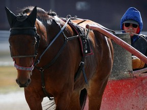 Steve Zubaty cools down pacer St. Lad's Bazooka following a workout at Leamington Fair Grounds as a group of area horsemen assemble with area political leaders to announce the application to run 10 racing cards at Leamington Fair Grounds track.  Warden Tom Bain joined the annoucement January 17, 2013. (NICK BRANCACCIO/The Windsor Star)