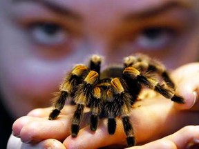 Kepper Amy Callaghan takes a close look at Jill the Red Kneed Spider during the annual stocktake at London Zoo, Thursday, Jan. 3, 2013. More than 17,500 animals including birds, fish, mammals, reptiles and amphibians are counted in the annual stocktake at the zoo. (AP Photo/Kirsty Wigglesworth)