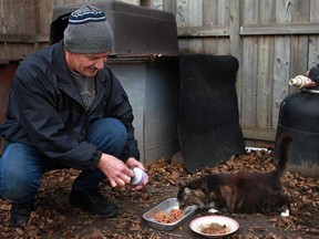Mike Gabor feeds one of many feral cats at a cat colony in an east Windsor neighbourhood. (DAX MELMER/The Windsor Star)