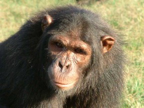 An undated photo of a chimpanzee. A chimpanzee in Spain has been given a TV and reportedly chooses to only watch porn. (Submitted photo/Bloomberg)