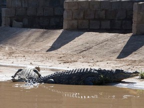 This photo taken Wednesday, Jan. 23, 2013 shows a couple of the recaptured crocodiles back safely on the farm they escaped from, at Pontdrif, South Africa, near the Botswana border. About 7,000 of the creatures escaped when the gates on a dam were opened this week to alleviate pressure created by rising flood waters. About 2,000 had been recaptured Friday, Jan. 25, 2013. Video from the scene shows people hunting down the small-ish crocs at night, tying them up and taking them back to the Rakwena Crocodile Farm, in northern South Africa. The farm, which didn't respond to an email or calls seeking comment, used to hold 15,000 crocodiles (AP Photo)