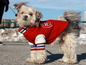 Debby Wright walks her three-year-old Mi Ki, Mickey, who is ready for the return of the NHL season as he sports his Montreal Canadiens jacket for a brisk sunny walk along Windsor's riverfront, Monday, January 7, 2012.