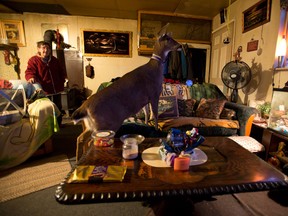 Janet Schwartz looks on as her pet deer Bimbo looks out the window of the family home near Ucluelet, B.C., Friday, January, 18, 2013. THE CANADIAN PRESS/Jonathan Hayward