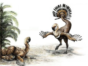 A University of Alberta paleontologist has concluded from recent fossil finds that some species of dinosaurs probably had large fans of feathers at the end of their tails like peacocks. Scott Persons says the conclusions in his newly published paper have important implications for how we think the ancient beasts behaved. THE CANADIAN PRESS/HO - Sydney Mohr