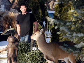 Tom Maindonald of Erie View Beach in Amherstburg, Ont. has been feeding and nurturing an injured deer at his home on Lake Erie, Tuesday January 1, 2013. ( NICK BRANCACCIO/The Windsor Star)