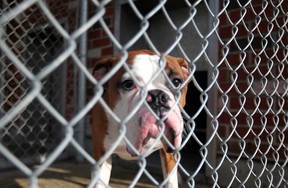 A dog stands in a kennel at the Windsor Essex County Humane Society, Sunday, January 20, 2013.  Five dogs have died since Christmas from canine parvovirus.  (DAX MELMER / The Windsor Star)