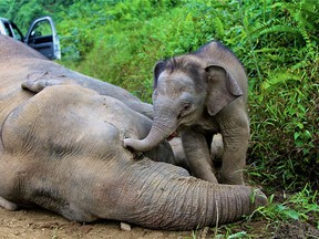 This handout photo taken and released by the Sabah Wildlife Department on Januray 29, 2013 shows a baby elephant staying close to a dead pygmy elephant in the Gunung Rara Forest Reserve, some 130 kilometers from Tawau in Malaysia's Sabah state. Ten endangered pygmy elephants have been found dead this month in Malaysian Borneo and are thought to have been poisoned, conservation officials said on January 29, 2013. Wildlife authorities in Sabah, a state on the eastern tip of the island, have formed a taskforce together with the police and WWF to investigate the deaths. AFP PHOTO / Sabah Wildlife Department