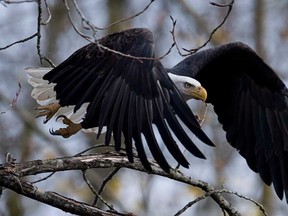 File photo of bald-headed eagle. (Windsor Star files)