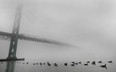 In this file photo, a gaggle of geese swim near the Ambassador Bridge, Monday, Dec. 3, 2012, under a thick blanket of fog.  (DAN JANISSE/The Windsor Star)