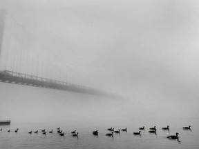 In this file photo, a gaggle of geese swim near the Ambassador Bridge, Monday, Dec. 3, 2012, under a thick blanket of fog.  (DAN JANISSE/The Windsor Star)