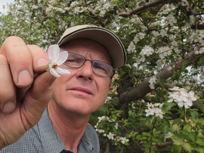 In this file photo,  Keith Wright dislays a frost-damaged apple blossom at his farm on Ridge Road near Harrow on May 4, 2012. (JASON KRYK/ The Windsor Star)