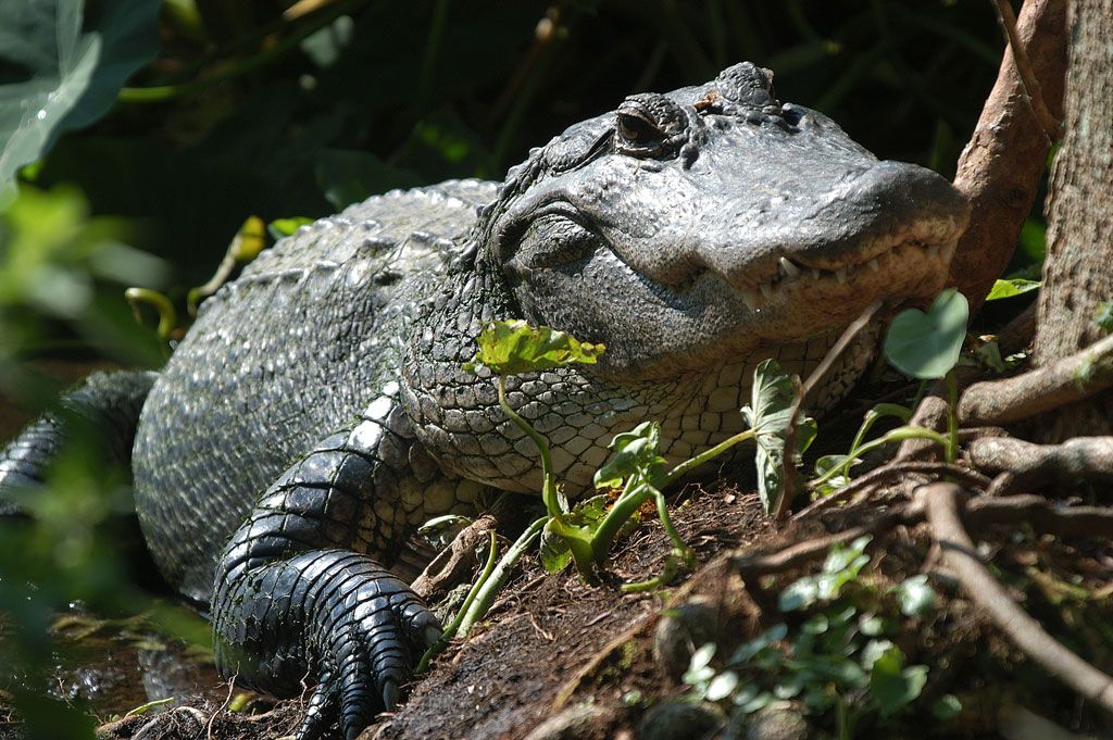 Crocodile warning: Thousands of crocs escape farm after flooding in ...