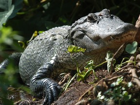 A crocodile is seen in this file photo.