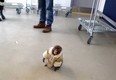 A small monkey wearing a winter coat and a diaper apparently looks for it's owners at an IKEA in Toronto on Sunday Dec. 9, 2012. The monkey let itself out of its crate in a parked and went for a walk.  The animal's owner contacted police later in the day and was reunited with their pet, police said. (THE CANADIAN PRESS/HO, Browley Page)