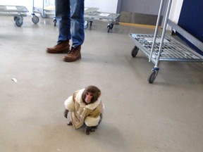 A small monkey wearing a winter coat and a diaper apparently looks for it's owners at an IKEA in Toronto on Sunday Dec. 9, 2012. The monkey let itself out of its crate in a parked and went for a walk.  The animal's owner contacted police later in the day and was reunited with their pet, police said. (THE CANADIAN PRESS/HO, Browley Page)