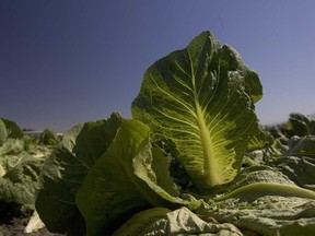 In this file photo,  lettuce is seen growing in a field in California. (Star file photo)