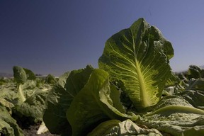 In this file photo,  lettuce is seen growing in a field in California. (Star file photo)