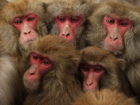 Monkeys are seen in this file photo. (Buddhika Weerasinghe/Getty Images)