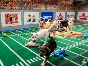 This undated publicity photo provided by Animal Planet shows dogs playing on the field during "Puppy Bowl IX," in New York. The “Puppy Bowl,” an annual two-hour TV special that mimics a football game with canine players, made its debut eight years ago on The Animal Planet. Dogs score touchdowns on a 10-by-19-foot gridiron carpet when they cross the goal line with a toy. (AP Photo/Animal Planet, Keith Barraclough)