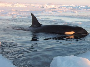 A killer whale surfaces through a small hole in the ice near Inukjuak, in Northern Quebec, on Tuesday Jan. 8, 2013. THE CANADIAN PRESS/HO, Marina Lacasse