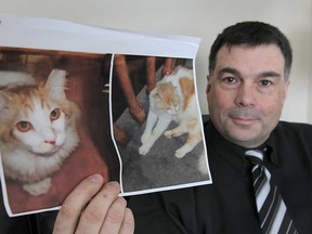 Flavio Zuccato displays photos of his cat Rocky on Thursday, Jan. 31, 2013, that went missing in August 2012 in Windsor, Ont. He is hoping the pet can be recovered. (DAN JANISSE/The Windsor Star)